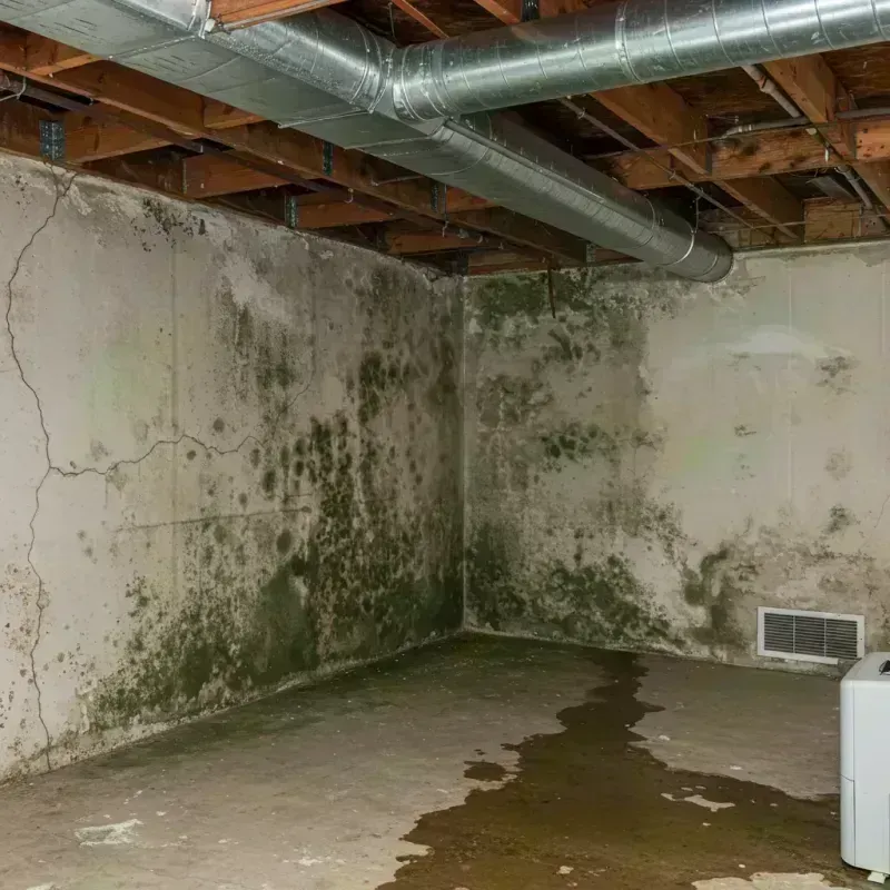 Professional Mold Removal in Mitchell, IL